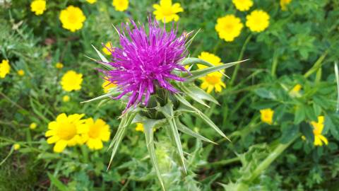 Fotografia da espécie Silybum marianum