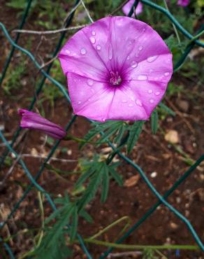 Fotografia 2 da espécie Convolvulus althaeoides no Jardim Botânico UTAD