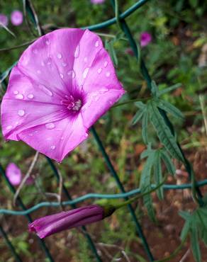 Fotografia 3 da espécie Convolvulus althaeoides no Jardim Botânico UTAD