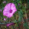 Fotografia 3 da espécie Convolvulus althaeoides do Jardim Botânico UTAD