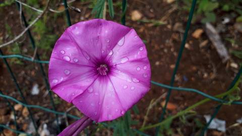 Fotografia da espécie Convolvulus althaeoides