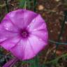 Fotografia 4 da espécie Convolvulus althaeoides do Jardim Botânico UTAD