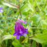 Fotografia 16 da espécie Vicia villosa do Jardim Botânico UTAD