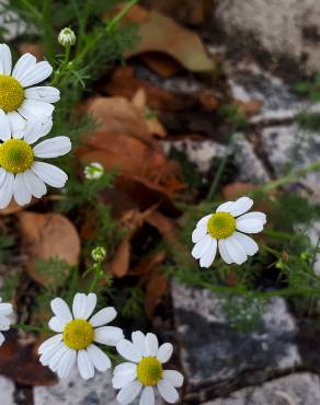 Fotografia 8 da espécie Anthemis arvensis subesp. arvensis no Jardim Botânico UTAD