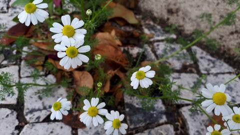 Fotografia da espécie Anthemis arvensis subesp. arvensis