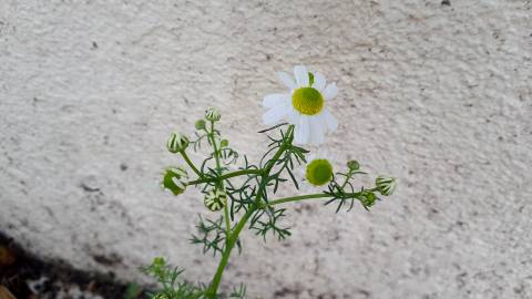 Fotografia da espécie Anthemis arvensis subesp. arvensis