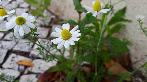 Fotografia da espécie Anthemis arvensis subesp. arvensis