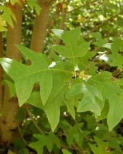 Fotografia da espécie Liriodendron chinense