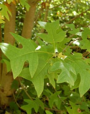 Fotografia 1 da espécie Liriodendron chinense no Jardim Botânico UTAD