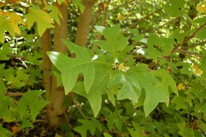 Fotografia da espécie Liriodendron chinense