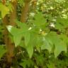 Fotografia 1 da espécie Liriodendron chinense do Jardim Botânico UTAD