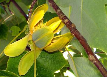 Fotografia da espécie Liriodendron chinense