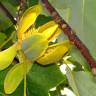 Fotografia 2 da espécie Liriodendron chinense do Jardim Botânico UTAD