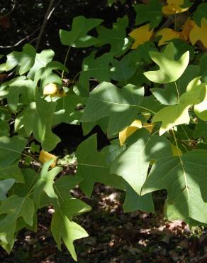 Fotografia 3 da espécie Liriodendron chinense no Jardim Botânico UTAD