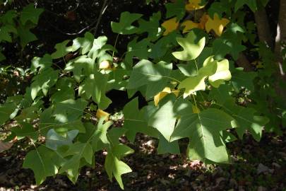 Fotografia da espécie Liriodendron chinense