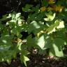 Fotografia 3 da espécie Liriodendron chinense do Jardim Botânico UTAD