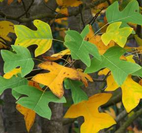 Fotografia da espécie Liriodendron chinense