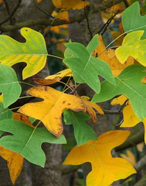 Fotografia 5 da espécie Liriodendron chinense no Jardim Botânico UTAD