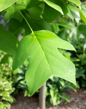 Fotografia 8 da espécie Liriodendron chinense no Jardim Botânico UTAD