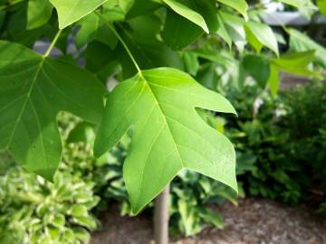 Fotografia da espécie Liriodendron chinense