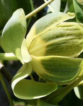 Fotografia 9 da espécie Liriodendron chinense no Jardim Botânico UTAD