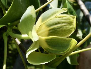 Fotografia da espécie Liriodendron chinense