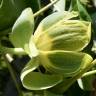 Fotografia 9 da espécie Liriodendron chinense do Jardim Botânico UTAD