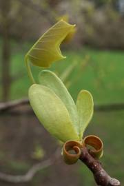 Fotografia da espécie Liriodendron chinense