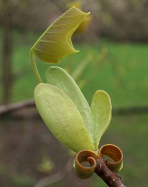 Fotografia 10 da espécie Liriodendron chinense no Jardim Botânico UTAD