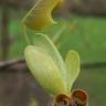 Fotografia 10 da espécie Liriodendron chinense do Jardim Botânico UTAD