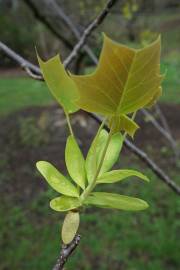 Fotografia da espécie Liriodendron chinense