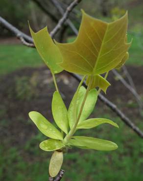 Fotografia 11 da espécie Liriodendron chinense no Jardim Botânico UTAD