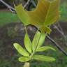 Fotografia 11 da espécie Liriodendron chinense do Jardim Botânico UTAD