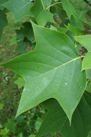 Fotografia da espécie Liriodendron chinense