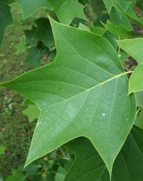 Fotografia 12 da espécie Liriodendron chinense no Jardim Botânico UTAD