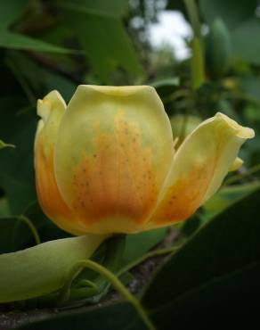 Fotografia 13 da espécie Liriodendron chinense no Jardim Botânico UTAD