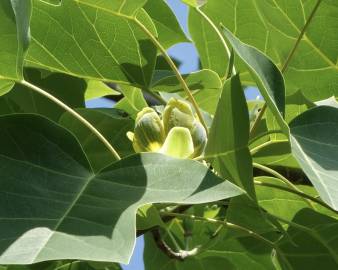 Fotografia da espécie Liriodendron chinense