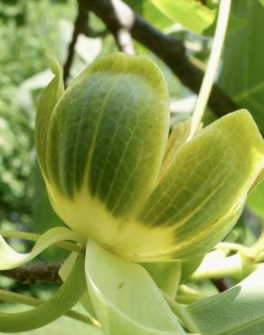Fotografia 15 da espécie Liriodendron chinense no Jardim Botânico UTAD