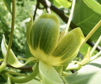 Fotografia da espécie Liriodendron chinense