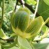 Fotografia 15 da espécie Liriodendron chinense do Jardim Botânico UTAD
