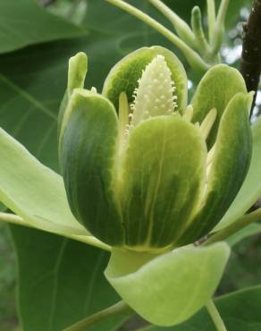 Fotografia 16 da espécie Liriodendron chinense no Jardim Botânico UTAD