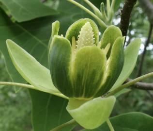 Fotografia da espécie Liriodendron chinense