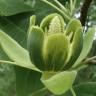Fotografia 16 da espécie Liriodendron chinense do Jardim Botânico UTAD