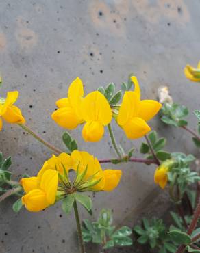 Fotografia 6 da espécie Lotus corniculatus subesp. corniculatus no Jardim Botânico UTAD