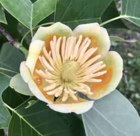 Fotografia da espécie Liriodendron chinense