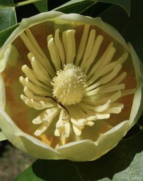 Fotografia 18 da espécie Liriodendron chinense no Jardim Botânico UTAD