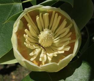 Fotografia da espécie Liriodendron chinense