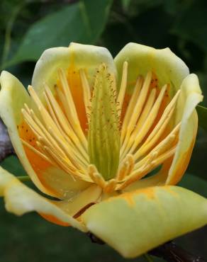 Fotografia 19 da espécie Liriodendron chinense no Jardim Botânico UTAD