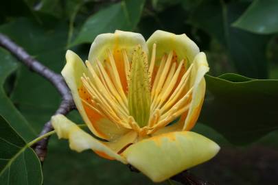 Fotografia da espécie Liriodendron chinense