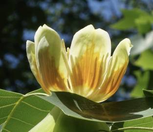 Fotografia da espécie Liriodendron chinense